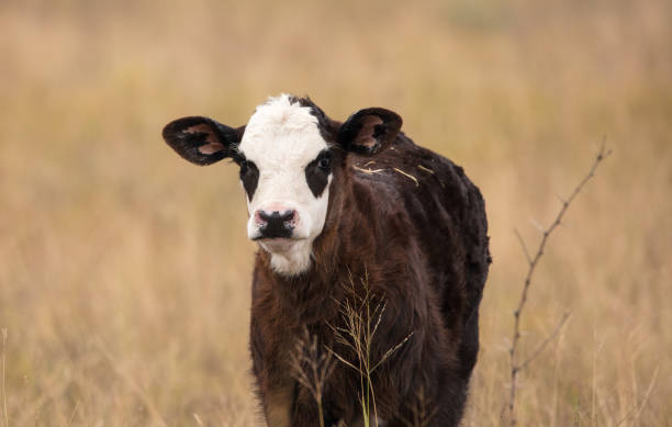istock Cattle on the ranch in Texas 1014154416