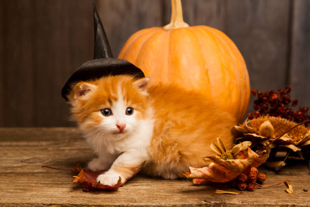 istock halloween pumpkin jack-o-lantern and ginger kitten on black wood background 1014154880