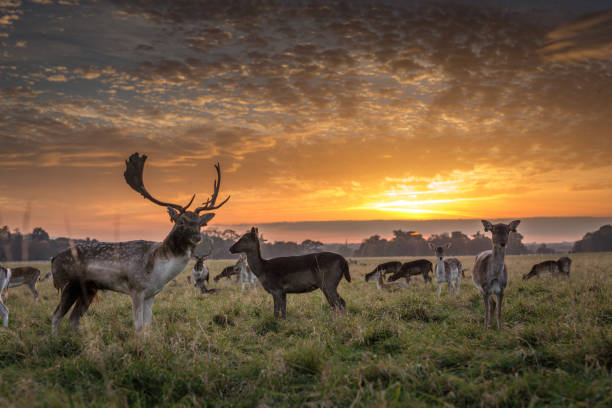 istock A stag and herd of deer standing on a plain under a summer sunset 1014155492