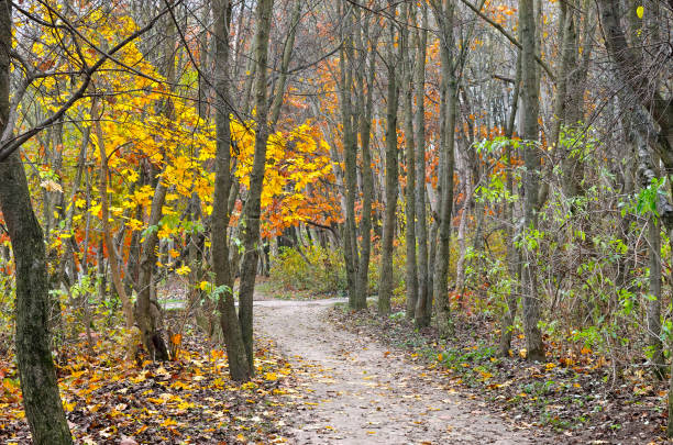 istock Yellow and red leaves on trees in autumn park 1014156282