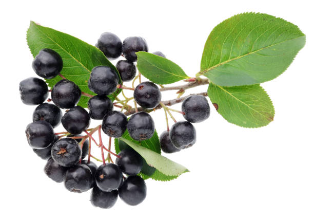 The real  berries of the aronia are covered with thin villi. Isolated The real  berries of the aronia are covered with thin villi. Isolated on white studio macro shot rowanberry stock pictures, royalty-free photos & images