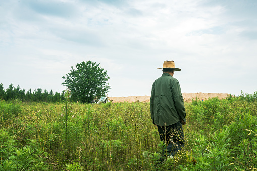 an old chinese farmer standing in the rural field