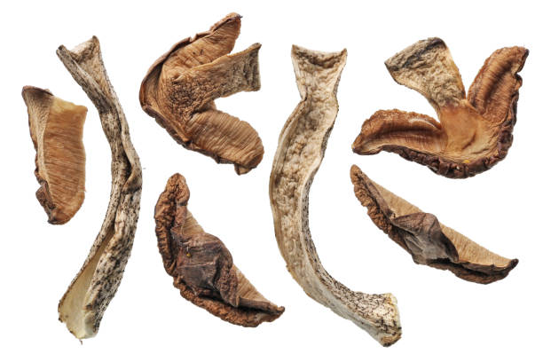 istock A small dry pieces of forest mushroom that grows under the birch. 1014158972