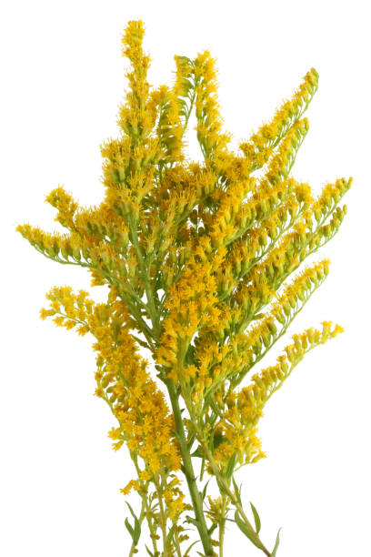 istock A thousand small yellow flowers bloom on green branches. Isolated 1014159112