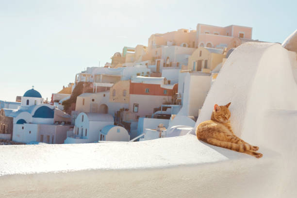 ginger cat relaxing on a balcony ledge with Oia Santorini in the background