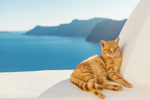 ginger cat relaxing on a balcony ledge