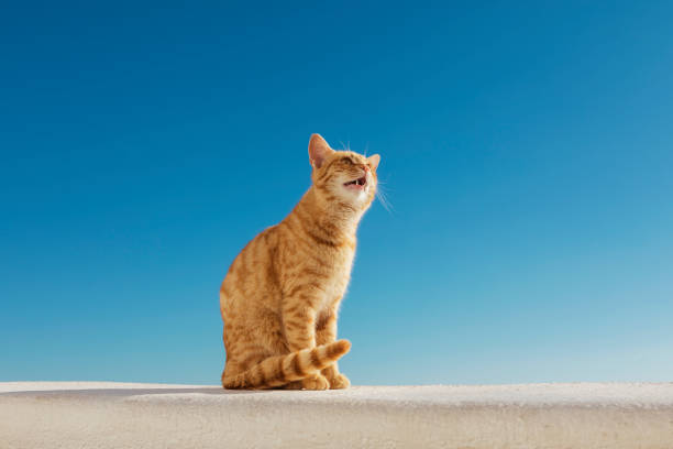 istock Ginger Stray Cat in Oia Santorini 1014168176