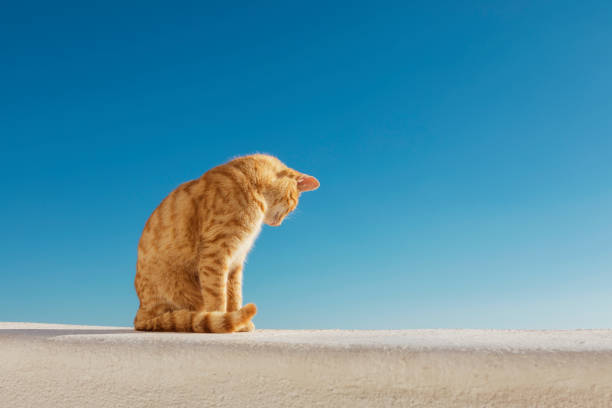 istock Ginger Stray Cat in Oia Santorini 1014168186