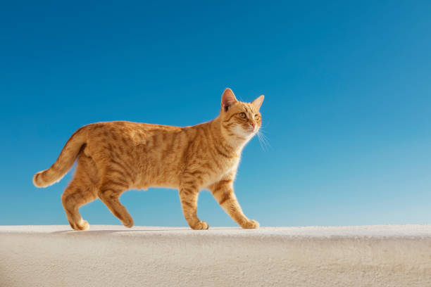 ginger stray cat posing on a ledge of a balcony against totally blue sky
