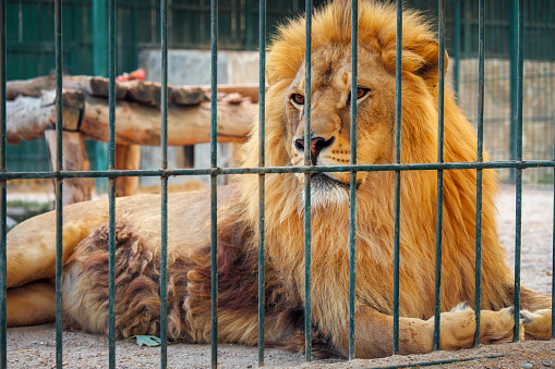 The Asiatic lion, also known as the Persian lion,  Panthera leo leo. Panthera leo persica. India. Male  animal.