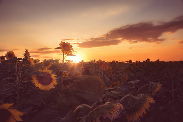 istock Beautiful field with sunflowers at sunset 1014173832