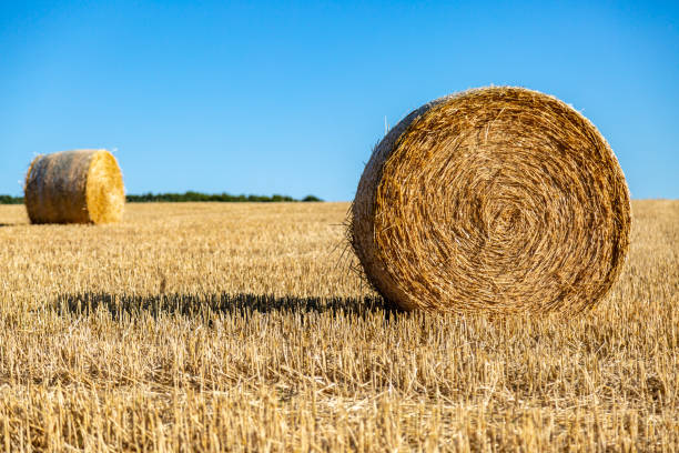 istock Haybales in the Countryside 1014175006