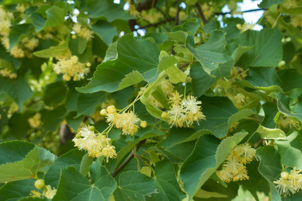 petites fleurs verts jaunes du tilleul - linden tree photos et images de collection