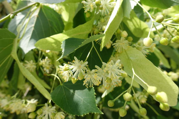 petites fleurs verts jaunes de tilleul - linden tree photos et images de collection