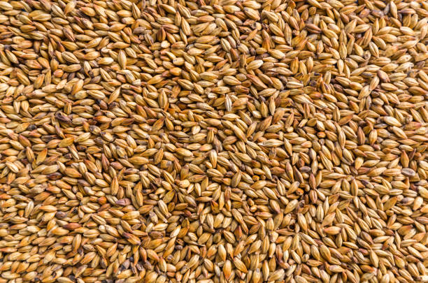 ビール、ペールエール、ピルゼンの大麦麦芽の使用したテクスチャ。 - barley ストックフォトと画像
