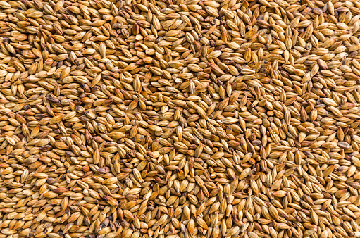 Texture with of barley malt for beer, pale ale, pilsen.