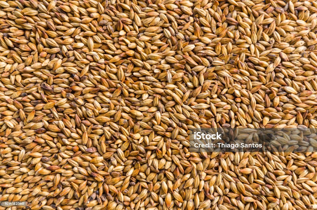 Texture with of barley malt for beer, pale ale, pilsen. Barley Stock Photo