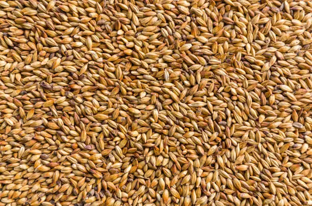 Photo of Texture with of barley malt for beer, pale ale, pilsen.