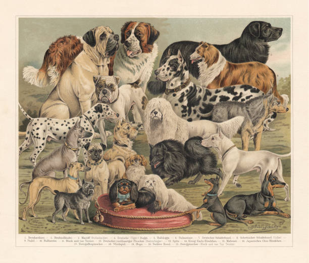 hunderassen, farblitho, veröffentlicht im jahre 1897 - schottischer schäferhund stock-grafiken, -clipart, -cartoons und -symbole