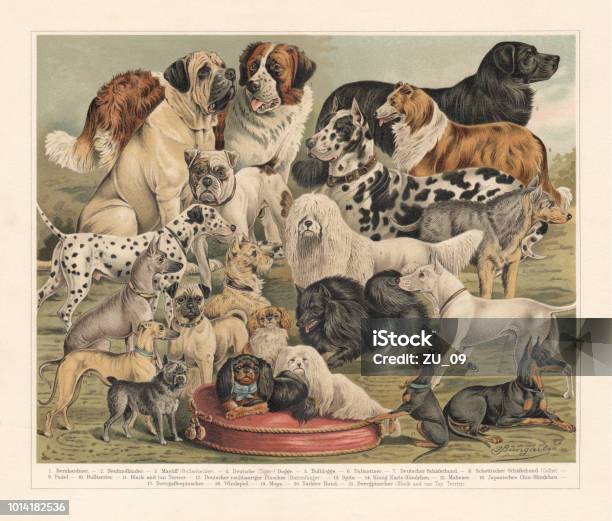 Breeds Of Dogs Chromolithograph Published In 1897 Stock Illustration - Download Image Now