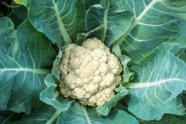 istock Cauliflower closeup outdoor 1014185298