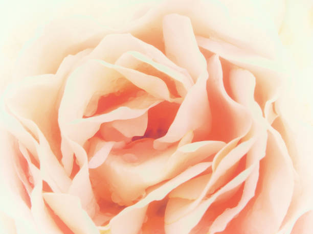 istock soft focus romantic pale pink rose with white faded edges 1014190886