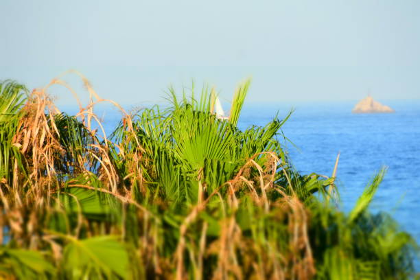 Palm trees and blue sea in Ibiza