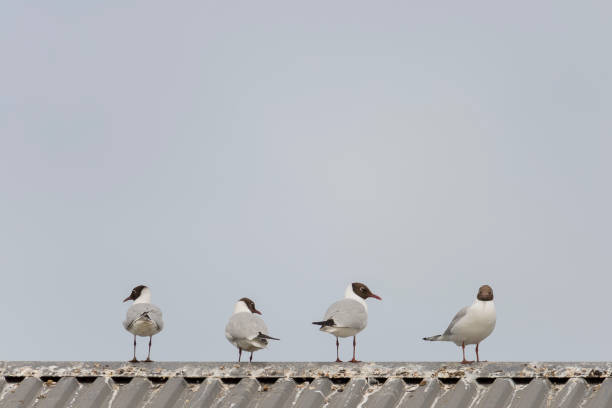 istock Four Black-headed gulls standing on roof 1014197284