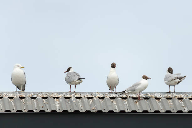istock Common gull and Black-headed gulls on roof 1014197336