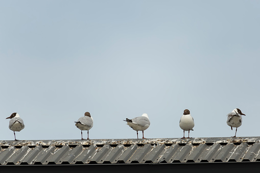 Gulls on the roof of a building.