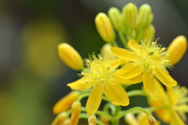 istock S. African plant Bulbine natalensis 1014197998