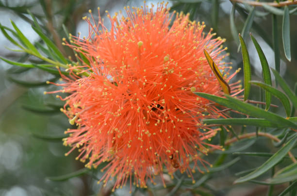 istock Beautiful orange Grevillea flowers 1014198044