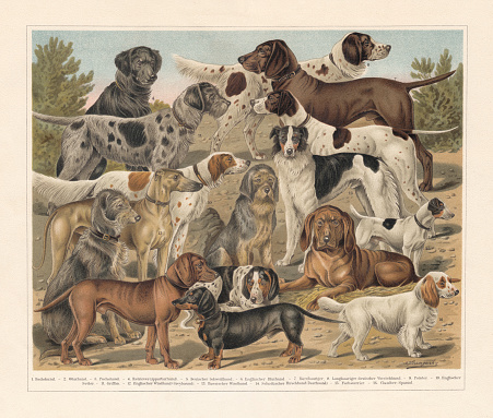 Breeds of hunting dogs: 1) Dachshund (Badger dog); 2) Otterhound; 3) Bernese hound (Fuchshund ?); 4) Flat Coated Retriever; 5) German bloodhound; 6) English bloodhound; 7) German shorthaired pointer; 8) German longhaired pointer; 9) English Pointer; 10) English setter; 11) Griffon; 12) English Greyhound; 13) Borzoi (Russian wolfhound); 14) Scottish deerhound; 15) Smooth Fox Terrier; 16) Clumber Spaniel. Chromolithograph after a drawing by Jean Bungartz (German painter, 1854 - 1934), published in 1897.