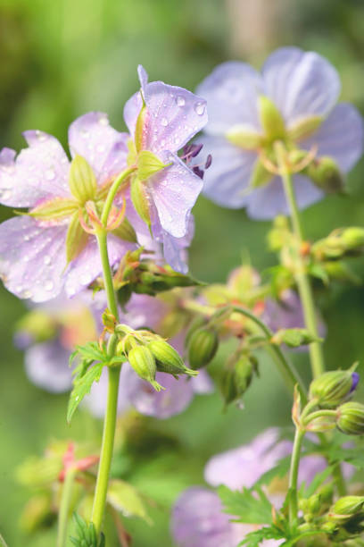 flores roxo pretensão gerânio (cranesbill prado) - pretense - fotografias e filmes do acervo