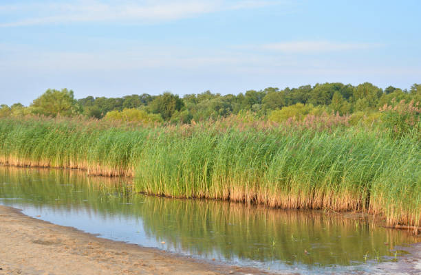 istock Swamp with thickets of sedge. 1014211790