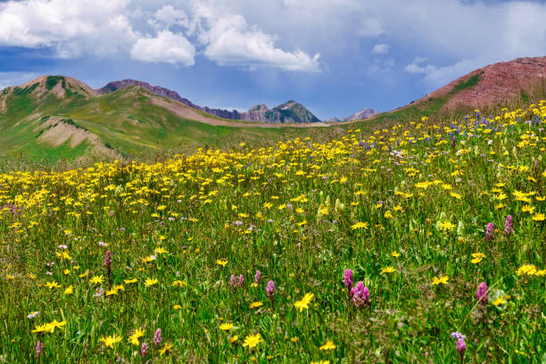 Mountain Meadow with Yellow Flowers - Scenic landscape in summer with bold, colorful wildflowers.