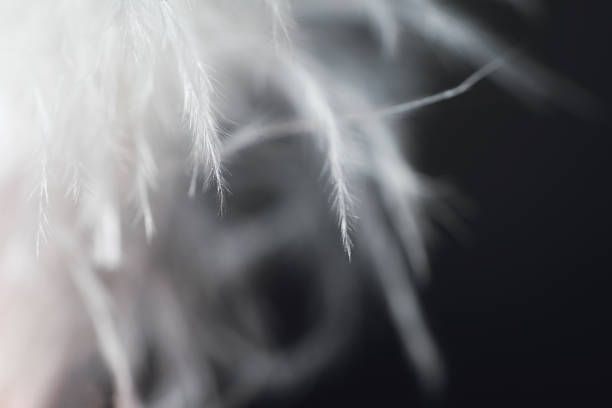 Close-Up Of Delicate White Feathers On Black Background stock photo