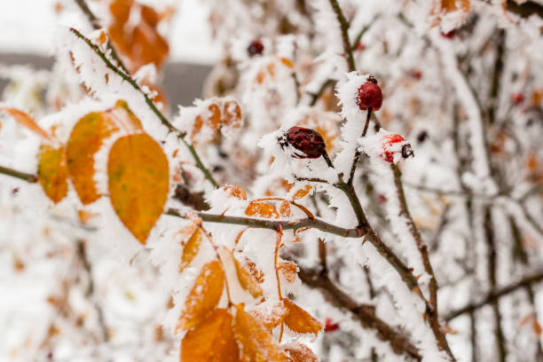 istock Leaves covered with hoarfrost and snow close up 1014215980