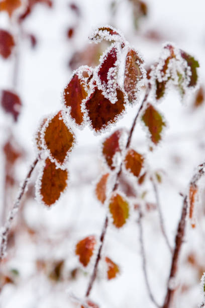 istock Winter leaves covered with snow and hoarfrost 1014216098
