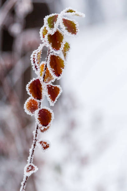 istock Winter leaves covered with snow and hoarfrost 1014216126