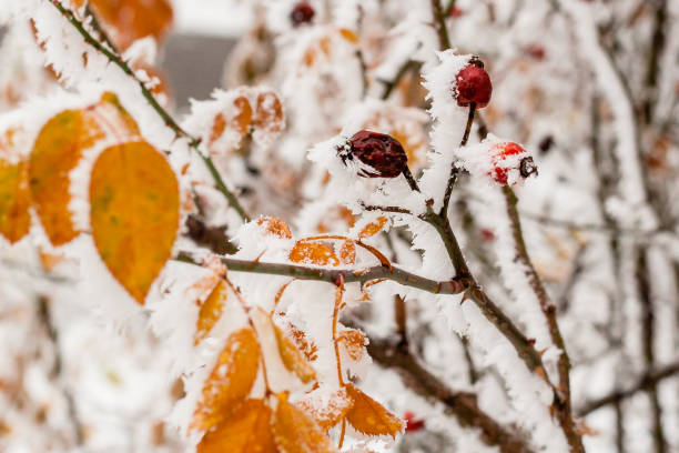 istock Leaves covered with hoarfrost and snow close up 1014216724