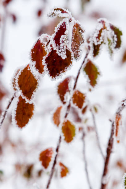istock Winter leaves covered with snow and hoarfrost 1014216776