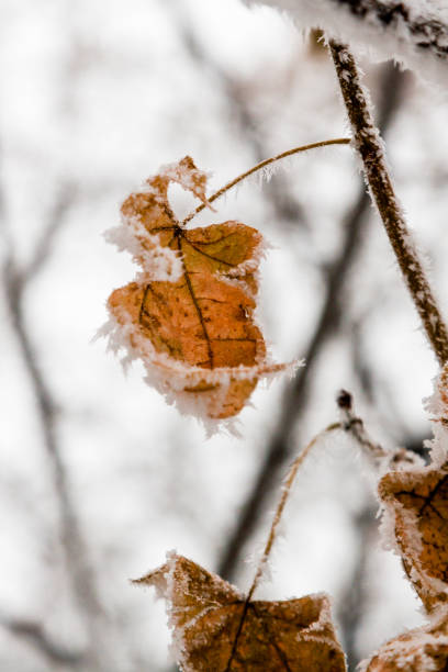 istock Winter leaves covered with snow and hoarfrost 1014216870
