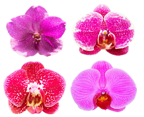 istock collection purple orchids flower isolated on white background. 1014228526