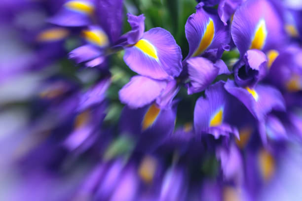 istock Purple delicate iris flowers background 1014229060