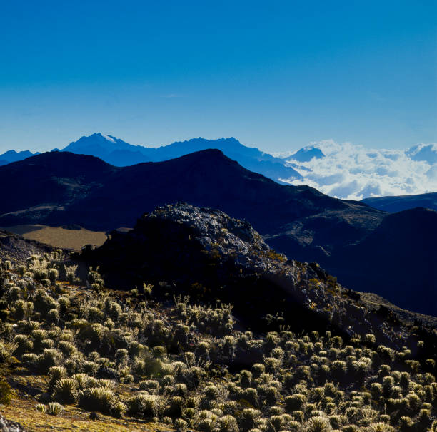 Sierra Nevada Park National park of Merida state Venezuela South America.Frailejon plants in first plane.