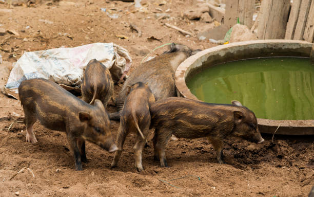 istock Young Wild boar in farm. 1014232558