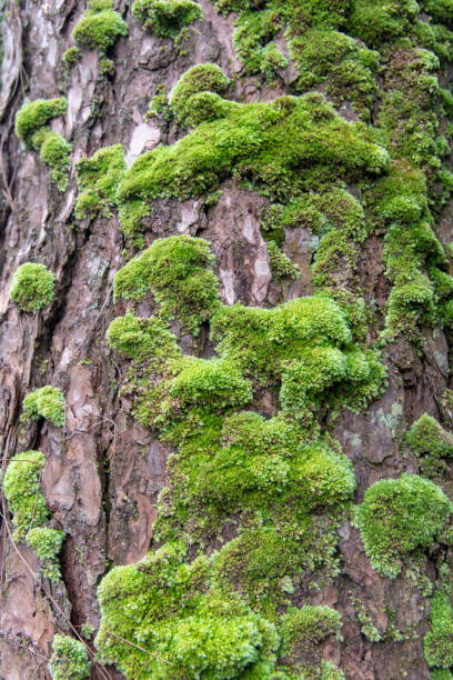 bouchent la mousse verte sur un pin - bark textured close up tree photos et images de collection