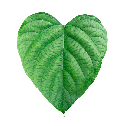 Green heart leaf isolate on white background