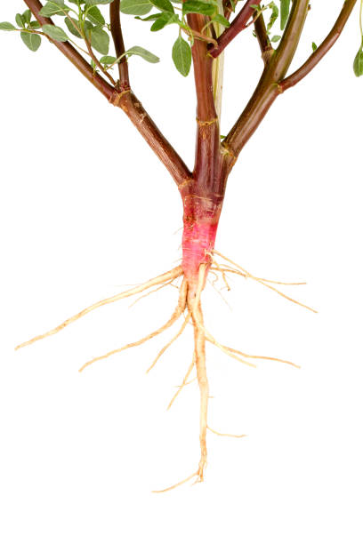 Close up of tree roots.